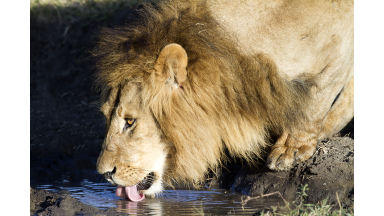 Male Lion drinking, Masai Mara Park, Kenya