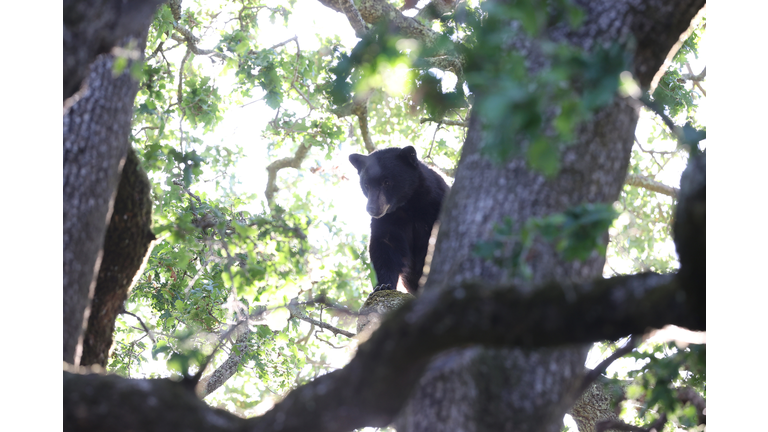 Authorities Remove Bear From Tree In Bay Area