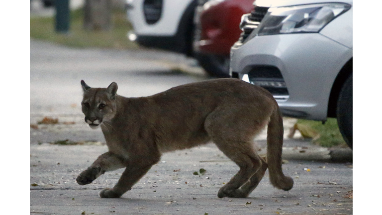 Mountain Lion