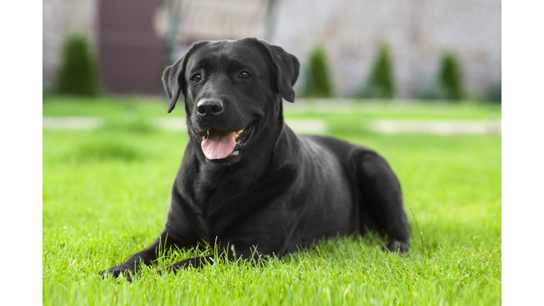 Black Labrador Retriever on the  grass