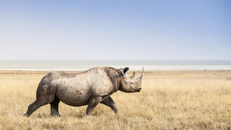 The Rhino Sculpture in RiNo Gets its Name