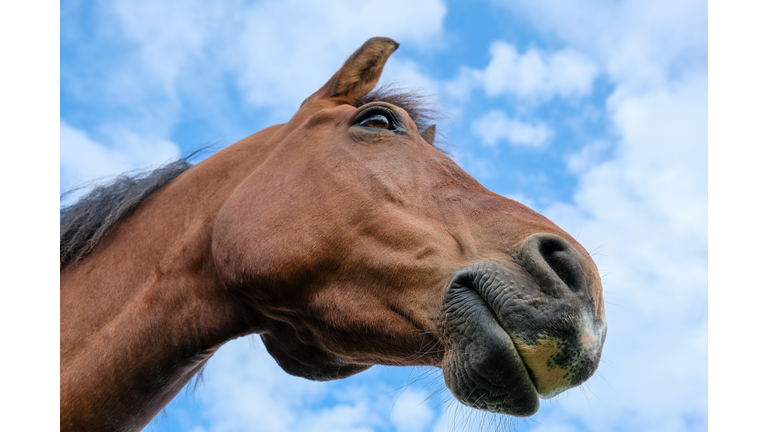 Looking up at the head of a brown coloured horse