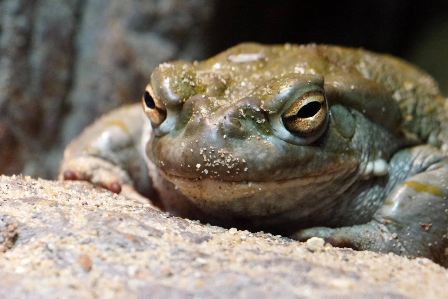 Psychedelic Toads Emerge In Arizona During Monsoon Season | iHeart