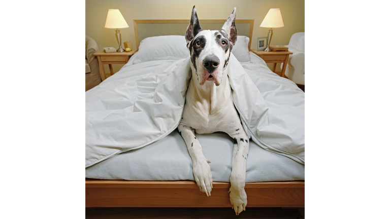 Great Dane in bed