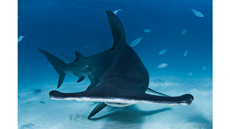 Portrait Face Photo of Great Hammerhead Shark in Bimini, Bahamas