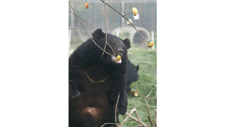 A rescued Black Bear reaches for an apple in a san