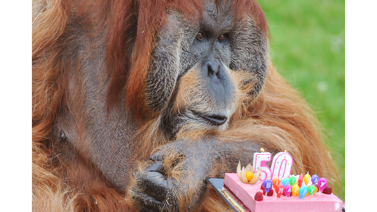 FRANCE-ANIMALS-ZOO-JUBILATE-ORANG-OUTANG