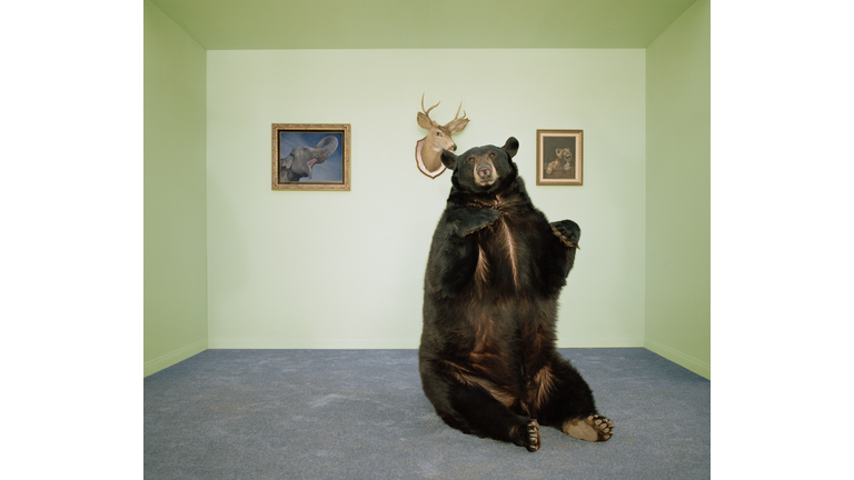 Black bear sitting up on rug in living room