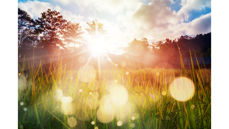 GMO Dangers & Home Farming