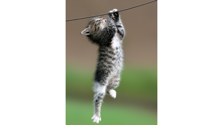 cat hanging on a wire