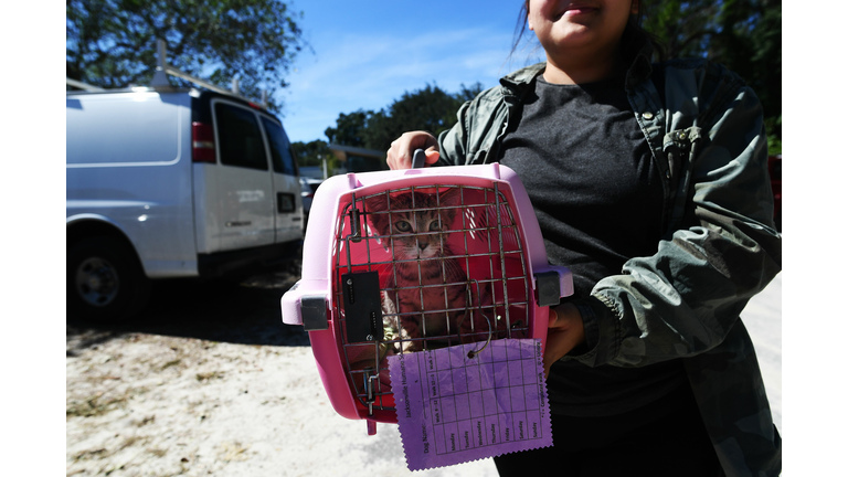 Rescued Cat