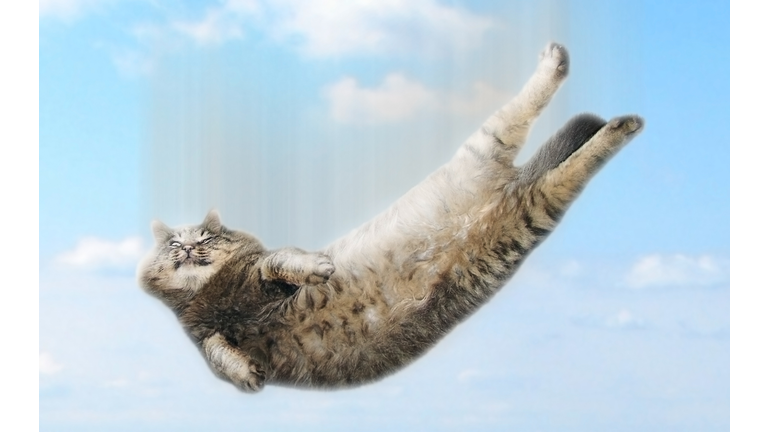 Funny falling cat