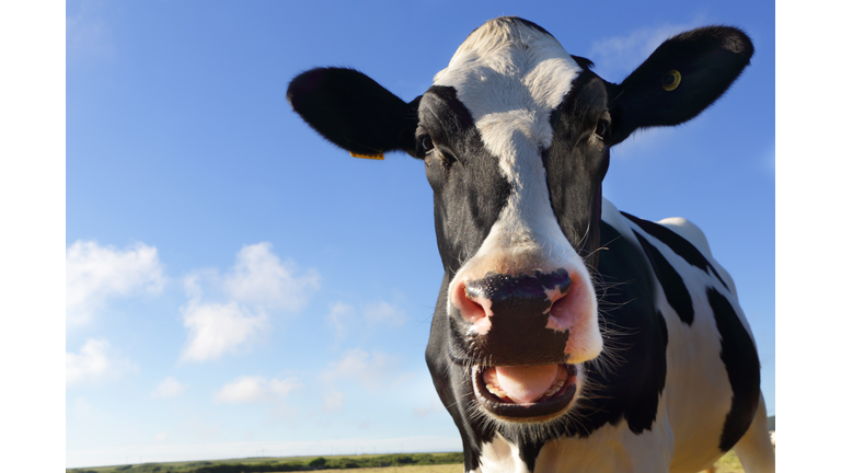 Friesian cow with mouth open looking at camera