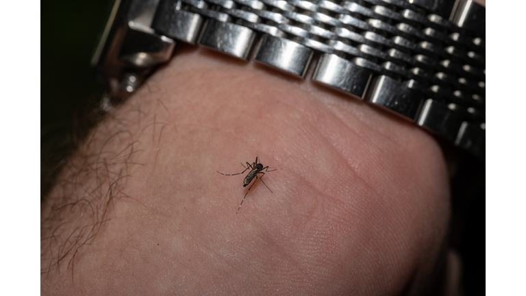 Mosquitos In Kentucky Are Tested After West Nile Virus Found In Area