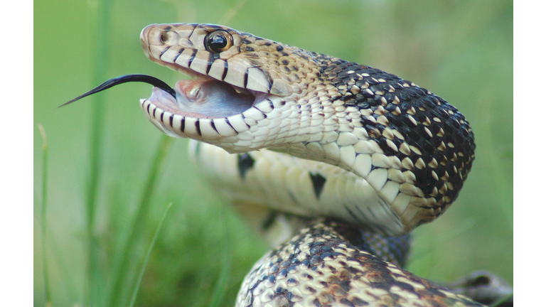 Bull Snake