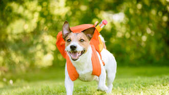 TikTok Trend Has Kids Acting Like Dogs At Northern Kentucky School