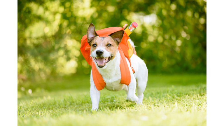 Dog as funny schoolboy going back to school with backpack full of school supplies