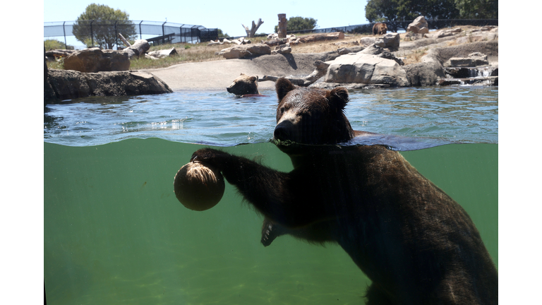 Oakland Zoo Nears Bankruptcy As Coronavirus Forces Extended Closure