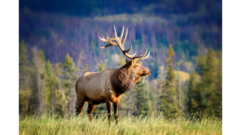 Elk Wapiti Cervus canadensis, Jasper Alberta Kanada travel destination