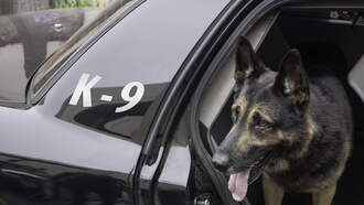 K9 Rescues Child With Autism Lost In Woods During Snowstorm