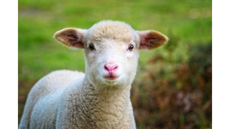 Baby Sheep close up