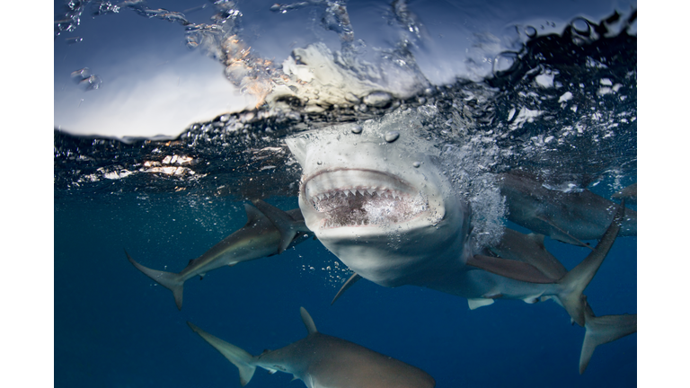 Close-up of the biting power of a Reef shark.