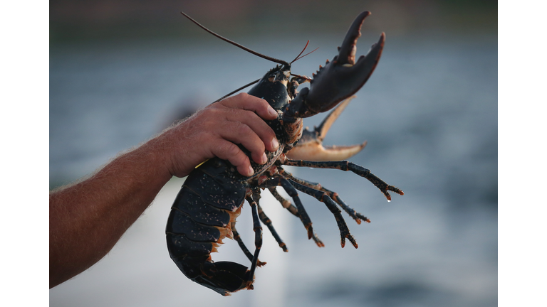 Scientists Release Lobsters To Repopulate Former Habitat