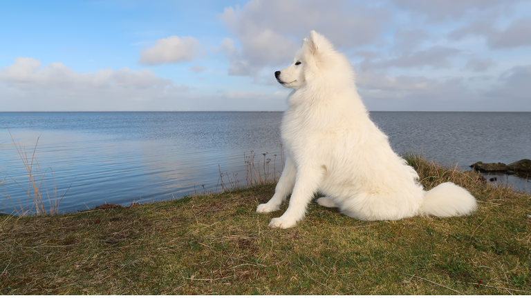 samoyed dog