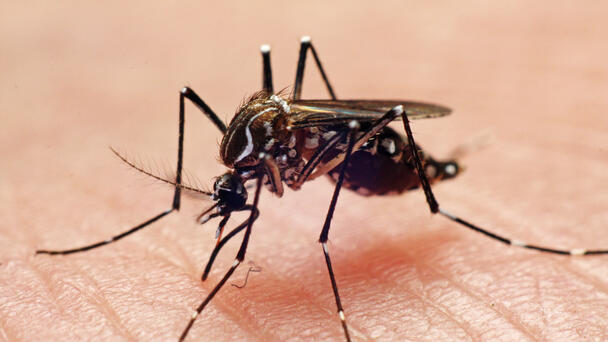 Class Action Activism, Mosquitoes & Politicians that Bite & Tropical Dust