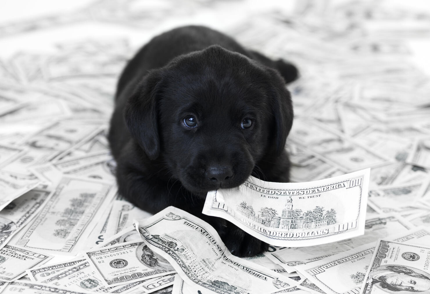 Having a pet can be expensive