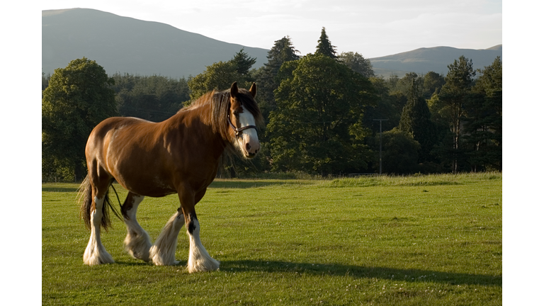 Clydesdale Carthorse