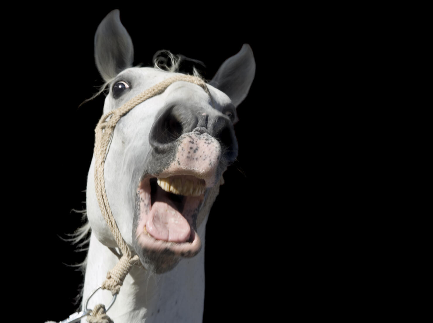 Crazy White Horse Cutout