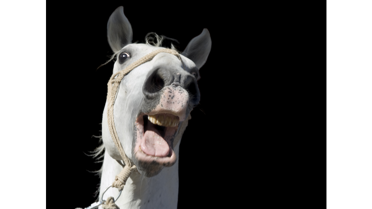 Crazy White Horse Cutout