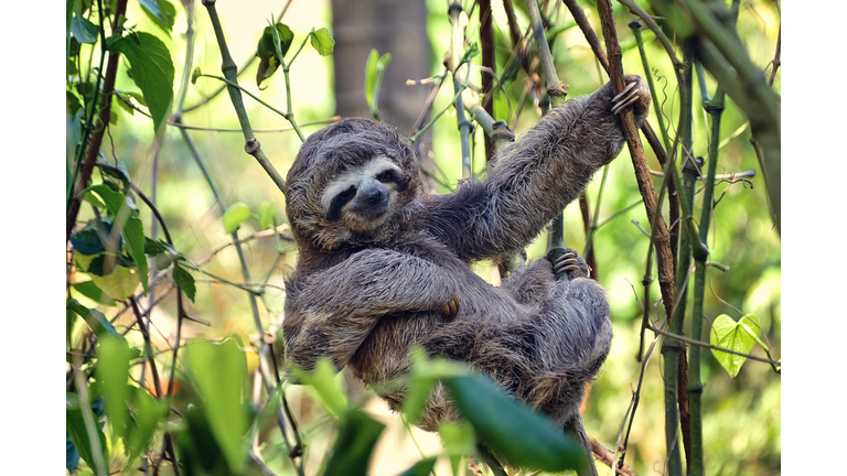 Sloth baby resting on the top of a tree