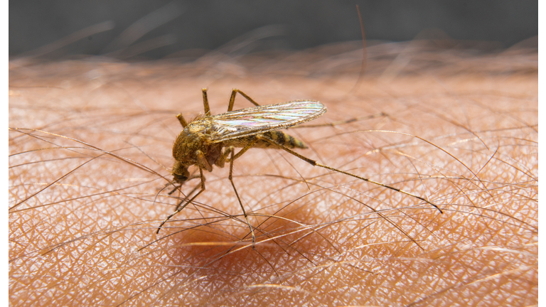 Macro of biting mosquito on the human skin