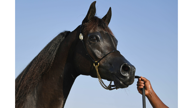 UAE-EQUESTRIAN-HORSE-FESTIVAL