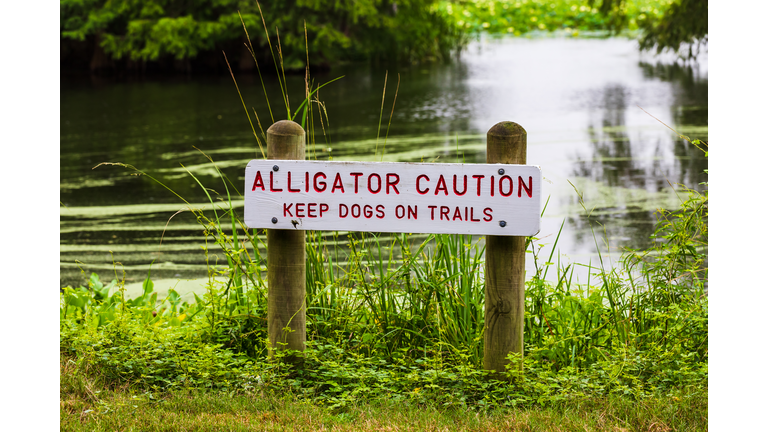 Alligator Caution sign warning people to keep pets safe