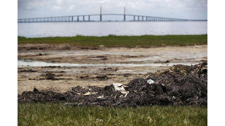 Red Tide is In Tampa Bay 