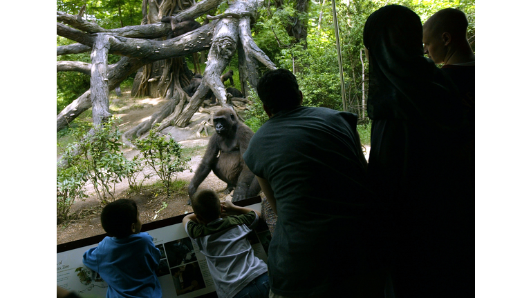 Gorillas Spotted in Bronx, New York