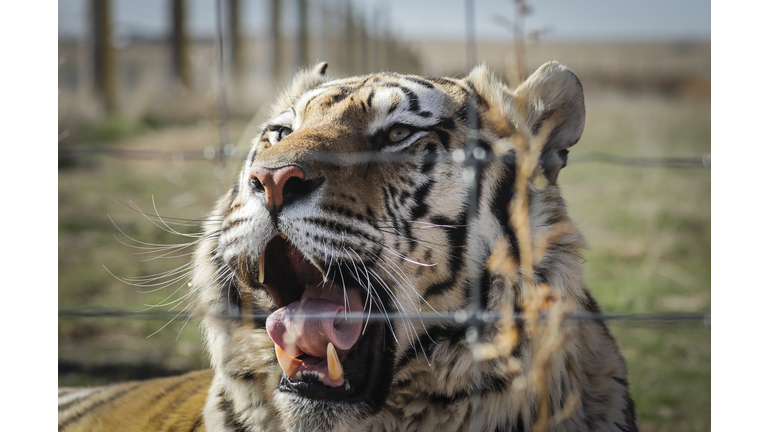 Wild Animal Sanctuary In Colorado Home To Almost 40 Tigers From Wildly Popular Documentary Of Joe Exotic "Tiger King"