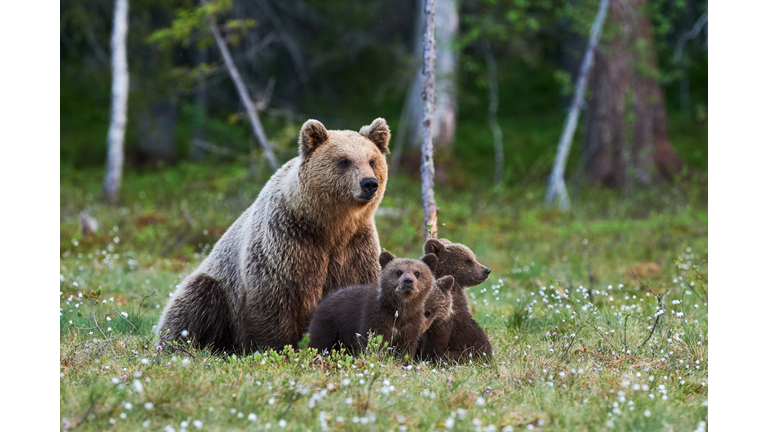 Female brown bear and her cubs