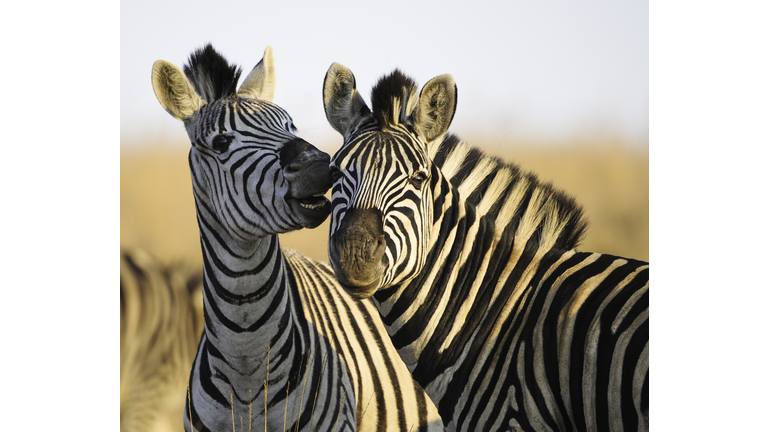 Portrait of zebras