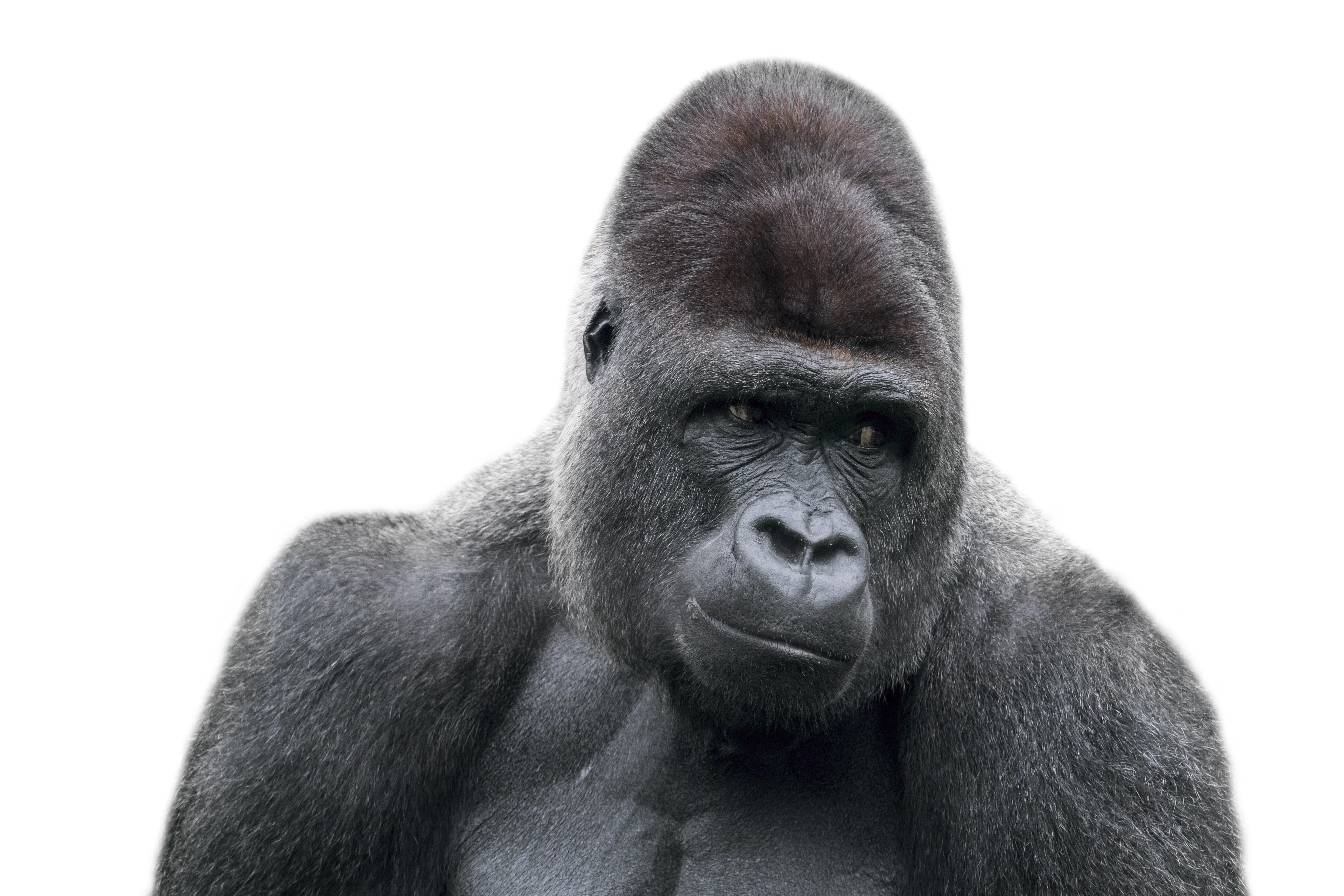 Voyeur Gorillas put on oral SEX SHOW at Bronx Zoo in hilarious video Rock 106.7 photo
