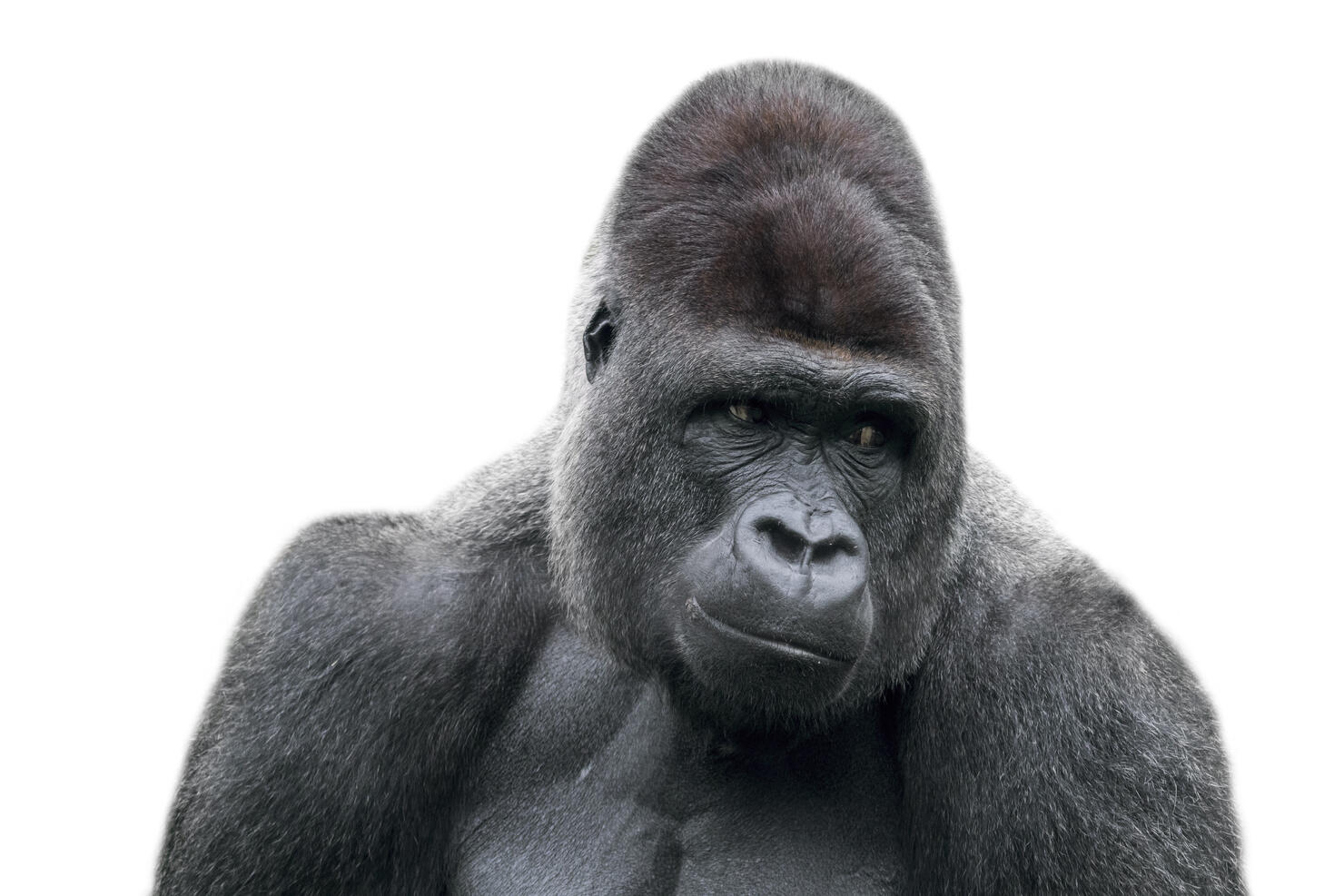 Western lowland gorilla (Gorilla gorilla gorilla) close-up of male silverback against white background