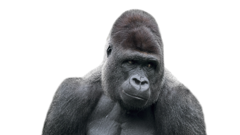 Western lowland gorilla (Gorilla gorilla gorilla) close-up of male silverback against white background