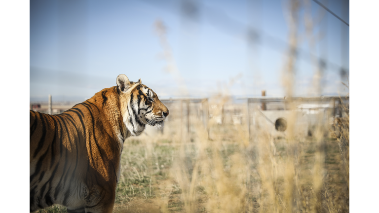 Wild Animal Sanctuary In Colorado Home To Almost 40 Tigers From Wildly Popular Documentary Of Joe Exotic "Tiger King"