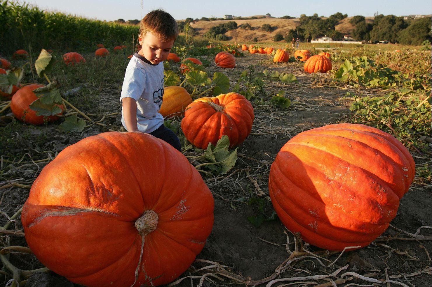 Bryson Bracken, 3, takes a look at some pumpkins