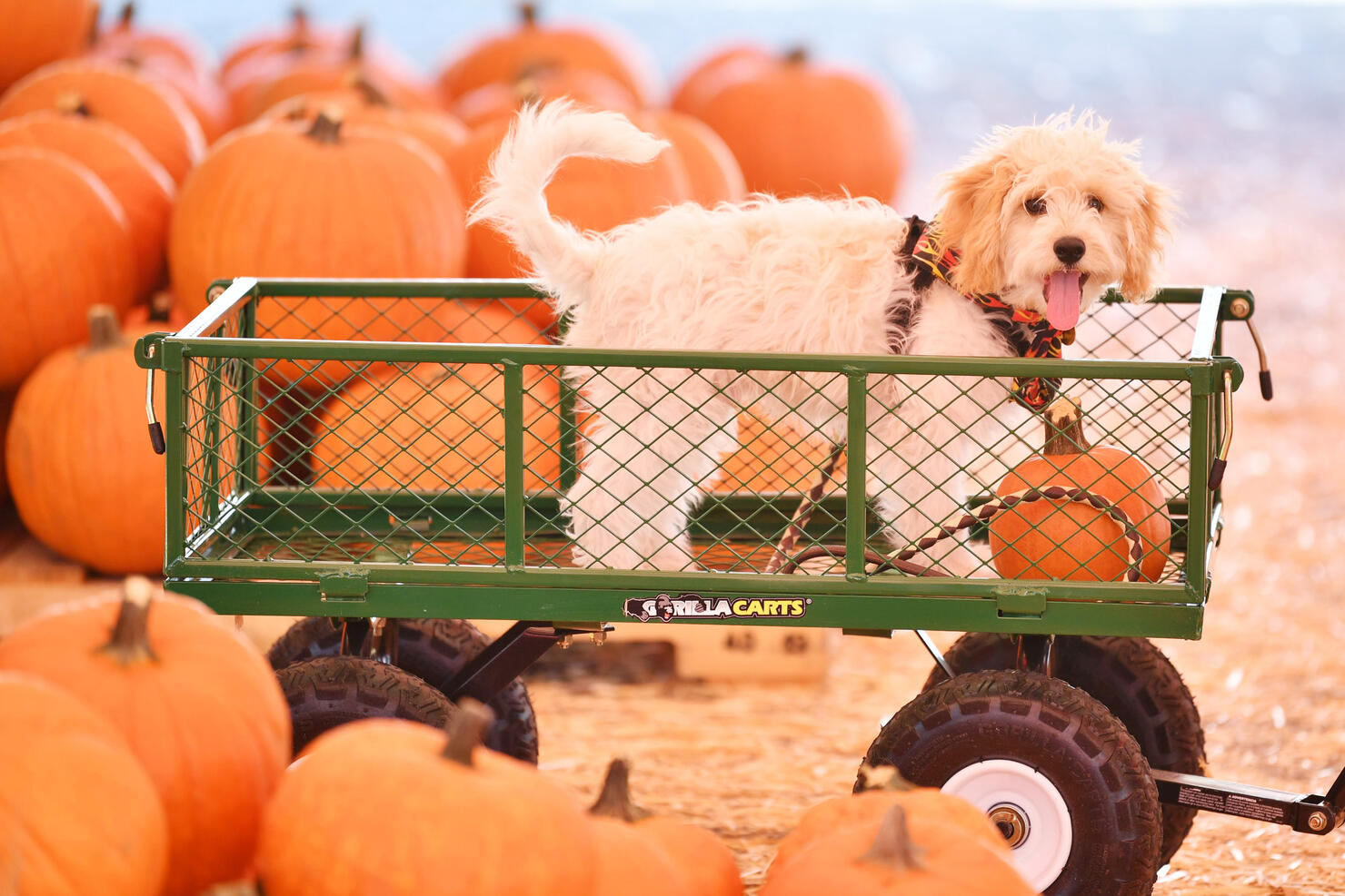 Mr. Jack O'Lanterns Pumpkin Patch