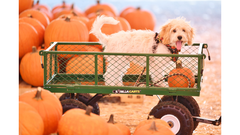 Mr. Jack O'Lanterns Pumpkin Patch