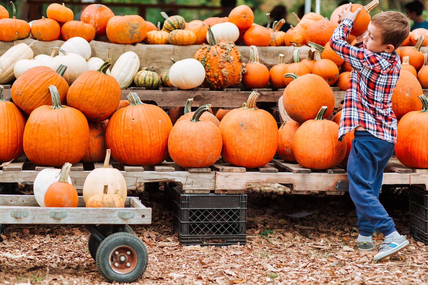 kid on a harvest festival at farm.